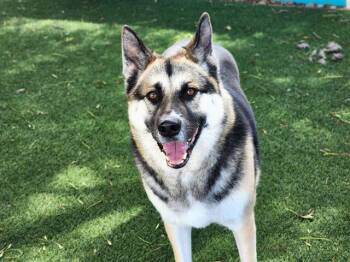 German Shepherd Dog Dogs Available for Adoption in Antioch, California - WALLACE | PetCurious