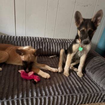 Rigatoni -  Mixed Breed Dog for Adoption in Buffalo, Minnesota - Rigatoni | PetCurious