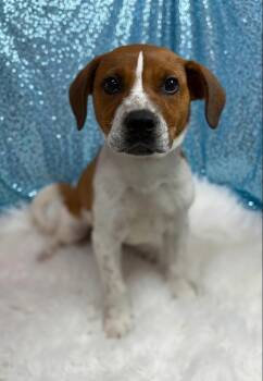 Leroy -  Hound Dog for Adoption in Cedarburg, Wisconsin - Leroy | PetCurious