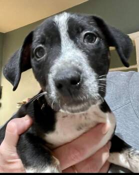 Rescue Australian Cattle Dog Blue Heeler and Cattle Dog Dogs for Adoption in Austin, Texas - Praline | PetCurious