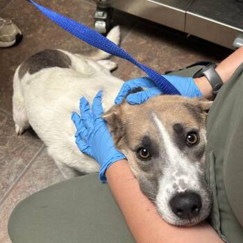 Pit Bull Terrier Dogs Available for Adoption in Ojai, California - Little Girl | PetCurious
