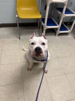 Fox Terrier and Mixed Breed Dogs Available for Adoption in Lowell, Massachusetts - Cole | PetCurious