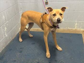 *MULAN -  Dogo Argentino and Pit Bull Terrier Dog for Adoption in Woodland, California - *MULAN | PetCurious