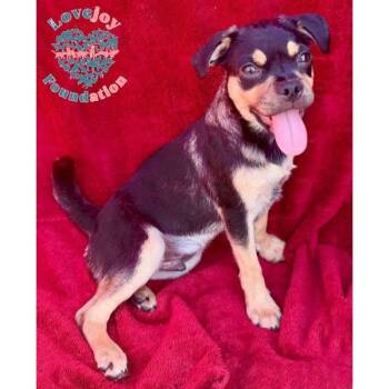 Bashful -  Chug Dog for Adoption in Inglewood, California - Bashful | PetCurious