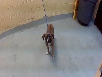 Anatolian Shepherd and Mixed Breed Dogs Available for Adoption in Tulsa, Oklahoma - ANNA | PetCurious