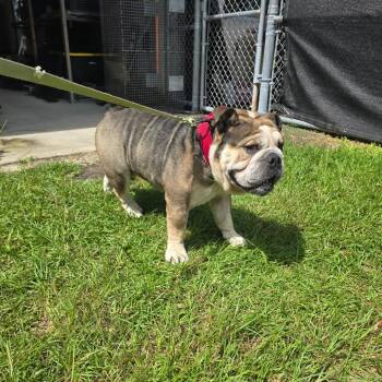 Frank The Tank -  English Bulldog Dog for Adoption in Hinesville, Georgia - Frank The Tank | PetCurious