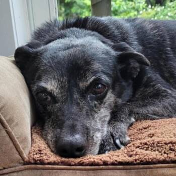 Blue -  Cattle Dog Dog for Adoption in Columbus, North Carolina - Blue | PetCurious