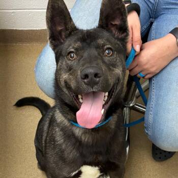 Shepherd Dogs Available for Adoption - Devon | PetCurious