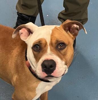 KG -  Mixed Breed Dog for Adoption in Cincinnati, Ohio - KG | PetCurious