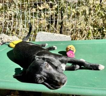 Rescue Black Labrador Retriever Dogs for Adoption in Littleton, Colorado - Serena | PetCurious