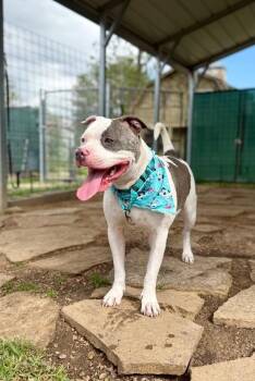 American Bully and Pit Bull Terrier Dogs Available for Adoption - Izzy Incredible | PetCurious