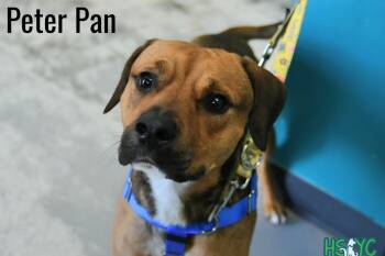 Mixed Breed Dogs Available for Adoption in Fort Mill, South Carolina - Peter Pan | PetCurious