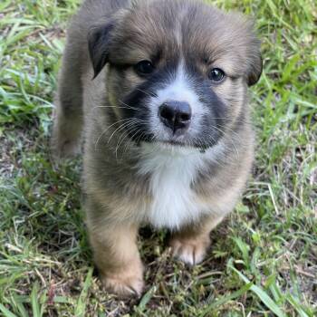 Great Pyrenees and Mixed Breed Dogs Available for Adoption in South Portland, Maine - Maggie | PetCurious