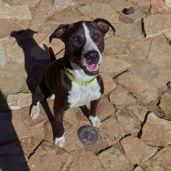 Bocephus -  American Staffordshire Terrier and Mixed Breed Dog for Adoption in Houston, Texas - Bocephus | PetCurious