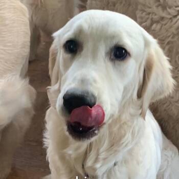 Golden Retriever and Poodle Dogs Available for Adoption - Baby | PetCurious