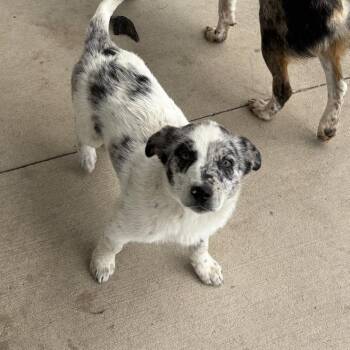 Australian Cattle Dog Blue Heeler and Australian Shepherd Dogs Available for Adoption in Normal, Illinois - Fluffy | PetCurious