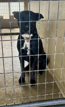 Gunther -  Black Labrador Retriever and Mountain Cur Dog for Adoption in Sparta, North Carolina - Gunther | PetCurious