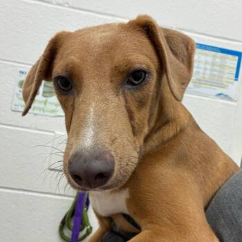 Paul -  Labrador Retriever and Mixed Breed Dog for Adoption in Corpus Christi, Texas - Paul | PetCurious