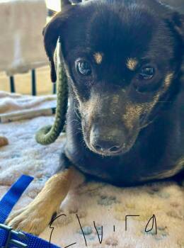 Miniature Pinscher Dogs Available for Adoption - Elvira | PetCurious