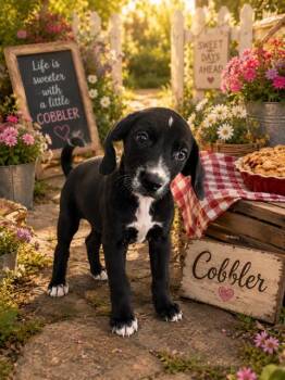 cobbler -  Labrador Retriever Dog for Adoption in Marion, North Carolina - Cobbler | PetCurious