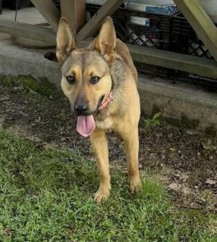 German Shepherd Dog Dogs Available for Adoption in Boston, Massachusetts - Skye | PetCurious