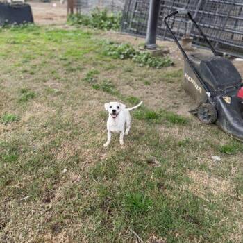 Miniature Poodle Dogs Available for Adoption - Valentine | PetCurious