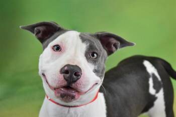 American Staffordshire Terrier Dogs Available for Adoption in Fort Lauderdale, Florida - DALIA | PetCurious