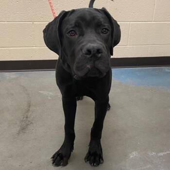 WALLY -  Mixed Breed Dog for Adoption in Memphis, Tennessee - WALLY | PetCurious