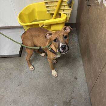 Rescue Pit Bull Terrier Dogs for Adoption in Ottawa, Kansas - Aspen | PetCurious