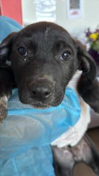 Mixed Breed Dogs Available for Adoption in West Chester, Pennsylvania - Tilt (lt Blue) | PetCurious