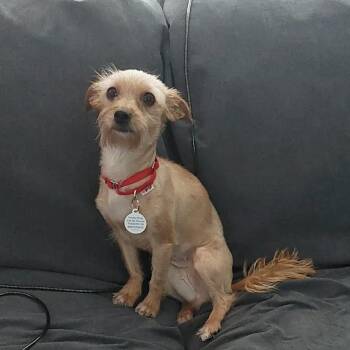 Yorkshire Terrier and Chihuahua Dogs Available for Adoption - Jean | PetCurious