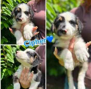 Cipher -  Terrier and Australian Shepherd Dog for Adoption in Byrdstown, Tennessee - Cipher | PetCurious