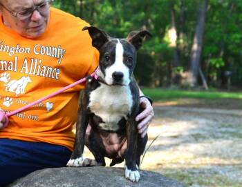 Boston Terrier Dogs Available for Adoption in Willingboro, New Jersey - Brandi | PetCurious