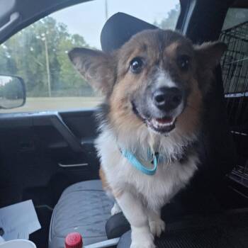 Corgi and Mixed Breed Dogs Available for Adoption in Myrtle Beach, South Carolina - Toffee | PetCurious