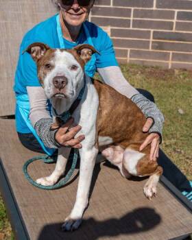 Mixed Breed Dogs Available for Adoption in Chamblee, Georgia - Scooby | PetCurious