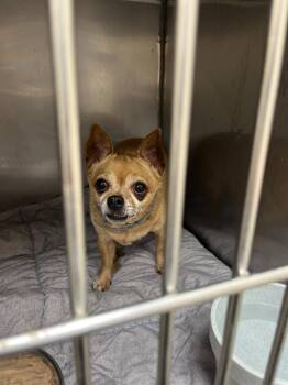 Chihuahua Dogs Available for Adoption - Asia | PetCurious