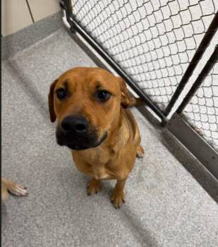 BELL -  Black Mouth Cur and Mixed Breed Dog for Adoption in Pasadena, Texas - BELL | PetCurious