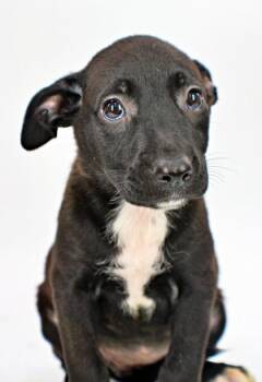 Judy -  Labrador Retriever and Mixed Breed Dog for Adoption in Morton Grove, Illinois - Judy | PetCurious