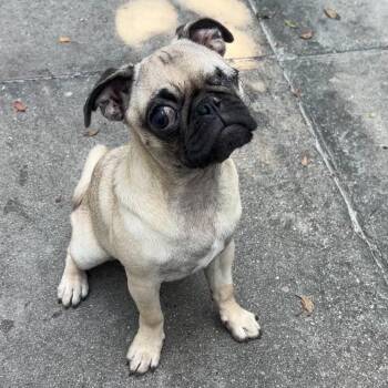 Paloma -  Pug Dog for Adoption in Los Angeles, California - Paloma | PetCurious