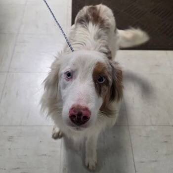 Rescue Australian Shepherd Dogs for Adoption in Jasper, Indiana - Monty | PetCurious