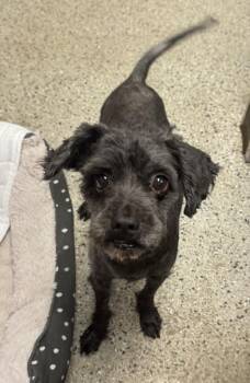 Poodle Dogs Available for Adoption in Saint Clairsville, Ohio - Sunny | PetCurious
