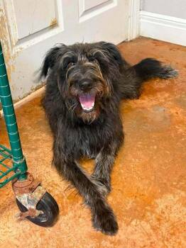 Ellie Mae -  Schnauzer and Terrier Dog for Adoption in Bolivar, Missouri - Ellie Mae | PetCurious