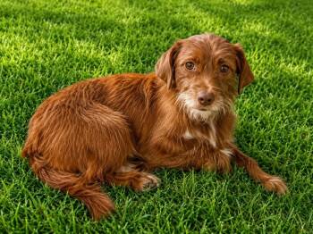 Lucy -  Terrier Dog for Adoption in Colorado Springs, Colorado - Lucy | PetCurious