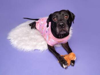 Sunny D -  Pit Bull Terrier Dog for Adoption in Palo Alto, California - Sunny D | PetCurious