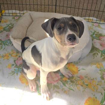 Sleepy -  Hound and Mixed Breed Dog for Adoption in Milan, Illinois - Sleepy | PetCurious