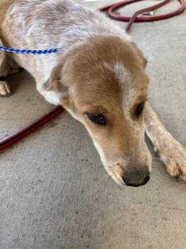 MIMI -  Australian Cattle Dog Blue Heeler Dog for Adoption in Belton, Texas - MIMI | PetCurious