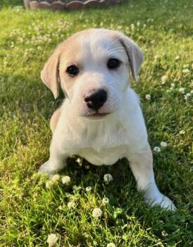 Pinto Bean -  Labrador Retriever Dog for Adoption in Hillside, Illinois - Pinto Bean | PetCurious