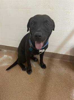 MR. PIBBLES -  Labrador Retriever and Mixed Breed Dog for Adoption in Casper, Wyoming - MR. PIBBLES | PetCurious