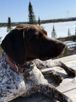 German Shorthaired Pointer Dogs Available for Adoption in Terra Cotta, Ontario - Nova | PetCurious