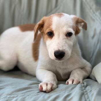 Napoleon Dynamite Pup - Lafawnduh -  Labrador Retriever and Shepherd Dog for Adoption in San Diego, California - Napoleon Dynamite Pup - Lafawnduh | PetCurious